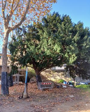 Il tasso del giardino  dell' Ardiglione