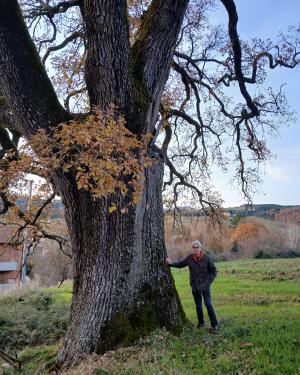 Foto Quercia di Prugnana