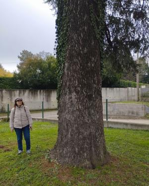 Cedro dell'Atlante di Copreno