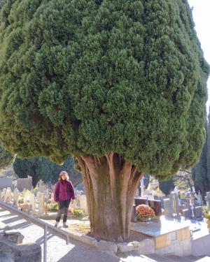 Cipresso di Campo San Celso