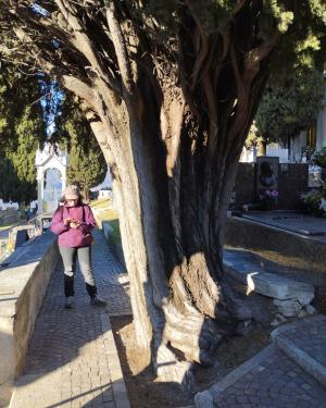 Cipresso Campo San Giovanni.