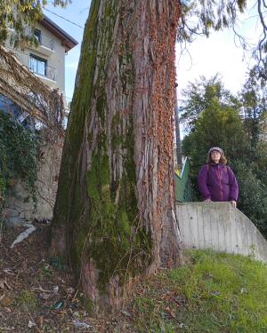 Calocedro Giardino Lorla