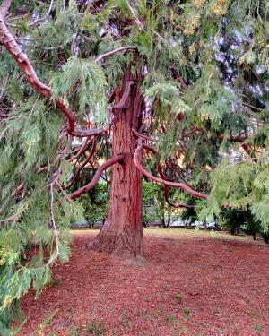 Calocedro giardino delle Rimembranze