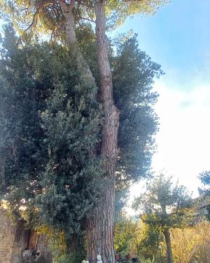 Pino di casa Bistino