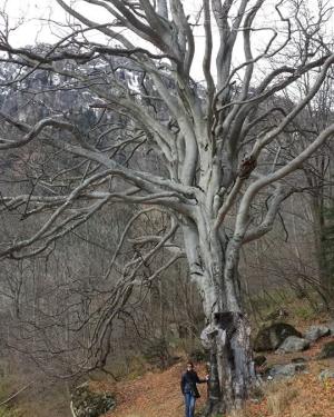 Foto Faggio di Goglio