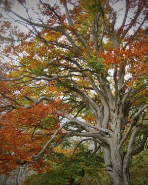 Foto Faggio di Goglio