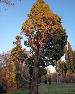 Calocedro del Parco Vistarino