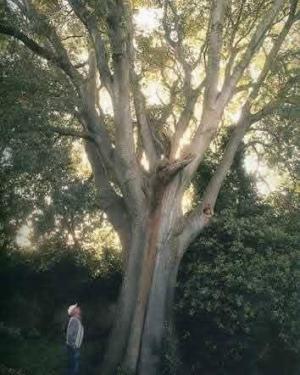 Minicuccu di San Giuvanni