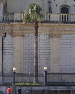 Palma minore del Duomo