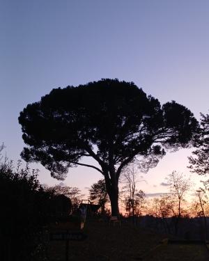 Il Pino di Valliferone