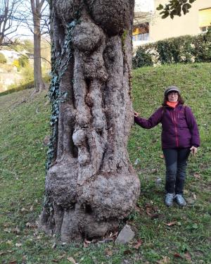 Magnolia di San Nicolao