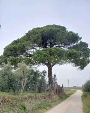 Pino di Ceppaiano