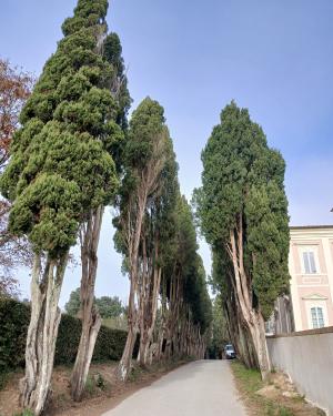 I cipressi di Villa Belvedere