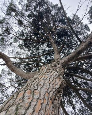 Foto Pino di Ceppaiano