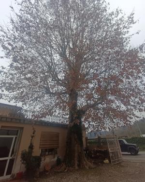 Foto Platano S.Miniato