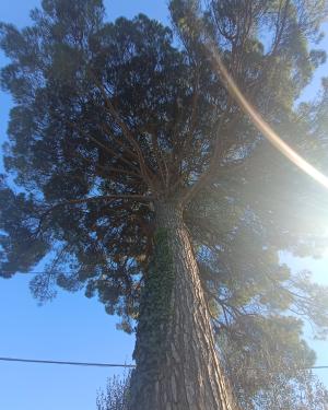 Foto Pino di Cafaggio