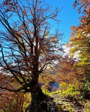 Faggio di Monte Tambura