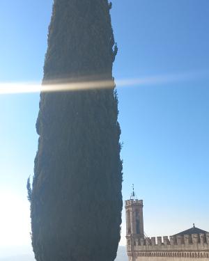 Cipresso del palazzo ducale