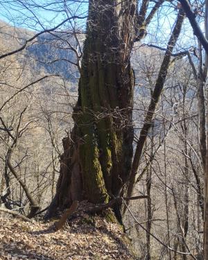 Castagno di Cevo