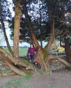 Il Cipresso candelabro dell' Abbazia di Piona