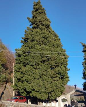 Cipresso del Cimitero di Olgiasca