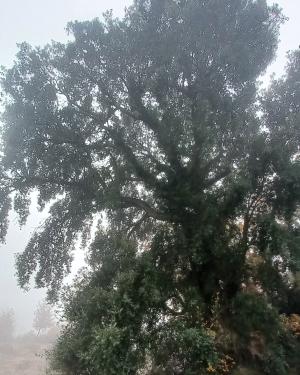 Sughere del Picchioni