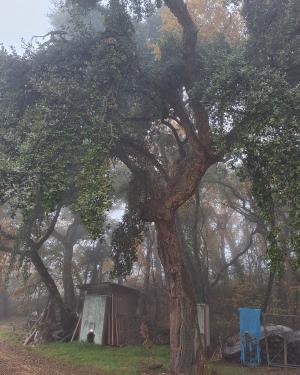 Foto Sughere del Picchioni