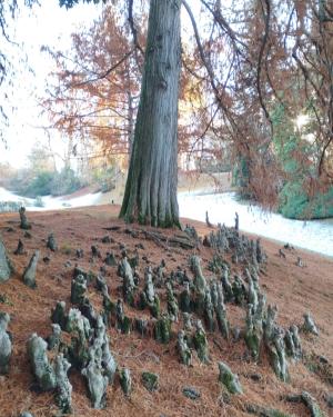 Tassodio del parco della Burcina