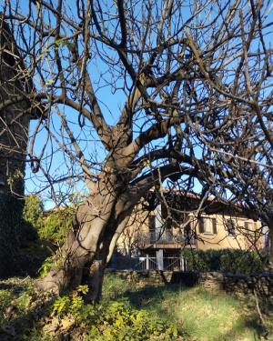 Fico della Torre di Orezia