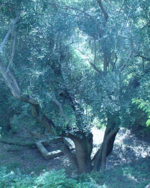 Olivo Monte Cappuccini