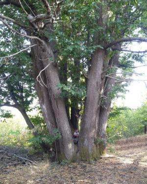 Castagno a trofa di Tremazzi