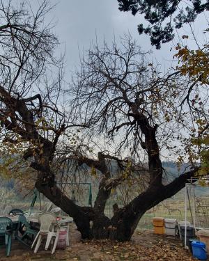 Gelso della Valle del Miano