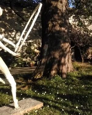 Ippocastano Castello di Morsasco