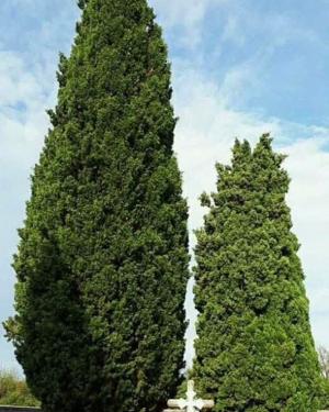 Cipressi del Cimitero di Solimbergo