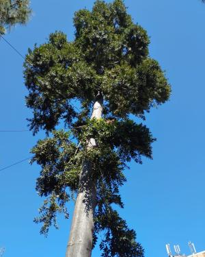 Il Kauri dell'orto botanico