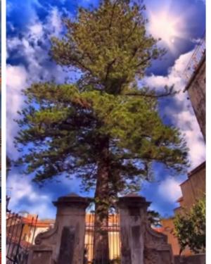 L'araucaria di Pizzo Calabro