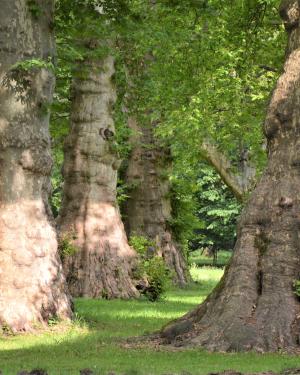 Foto Platano 2 - Parco Cavour