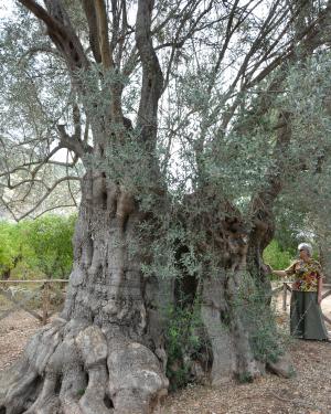Patriarca della Favorita
