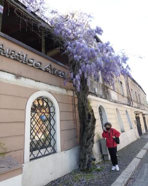 Foto Glicine dell'antico arco