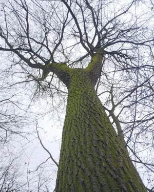 Pioppo ibrido dei Mulini asciutti