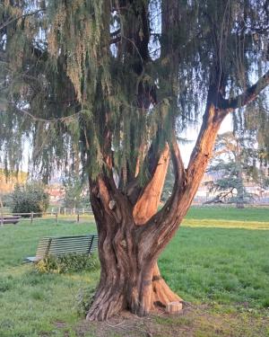 Il cipresso  di Villa Favard