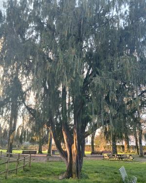 Foto Il cipresso  di Villa Favard