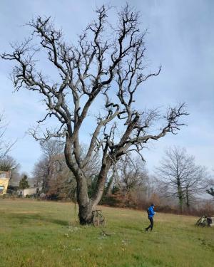 Pero di Cercepiccola