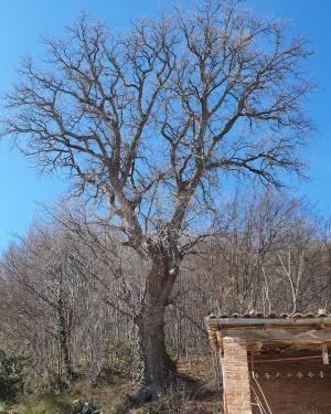 Quercia del Doglio