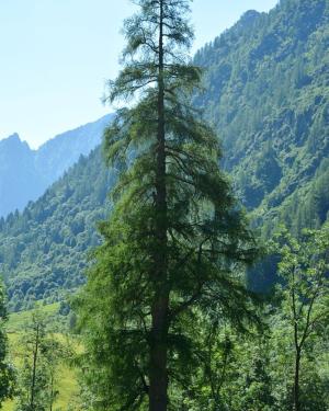 Larice di Rima San Giuseppe