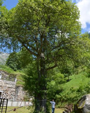 Salicone di Rima San Giuseppe