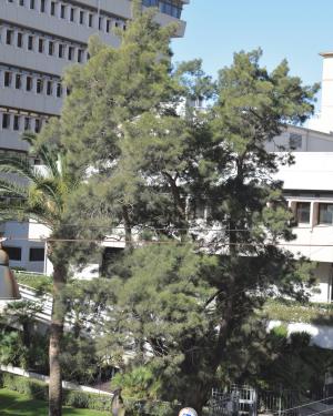 La Casuarina di Viale Bonaria