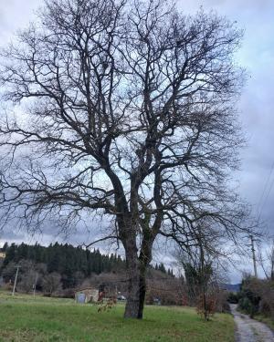 La farnia del Mugnone