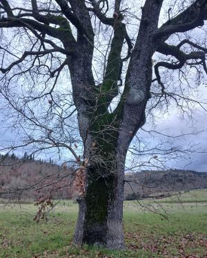 Foto La farnia del Mugnone