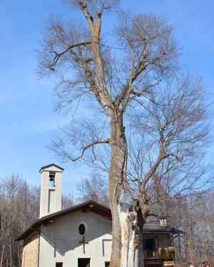Olmo di Bergemolo
